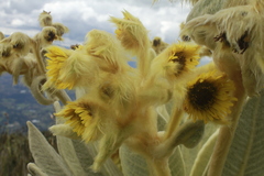 Espeletia barclayana