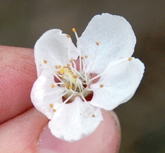 Prunus armeniaca