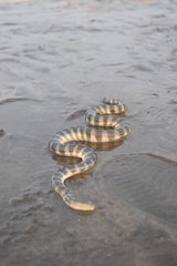 Hydrophis schistosus