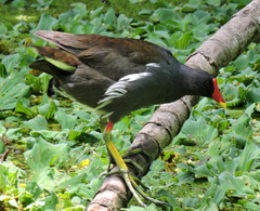 Gallinula chloropus