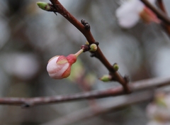 Prunus armeniaca