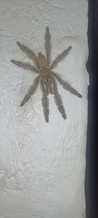 Psalmopoeus