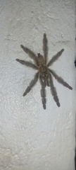 Psalmopoeus