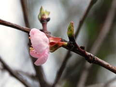 Prunus armeniaca