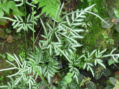 Pteris