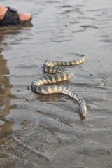 Hydrophis schistosus