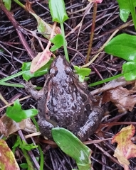 Discoglossus galganoi