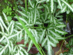 Pteris