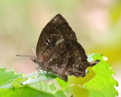 Mahathala ameria