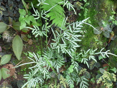 Pteris