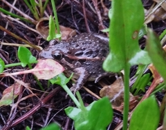 Discoglossus galganoi