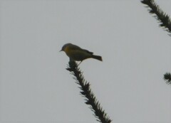 Leiothlypis ruficapilla