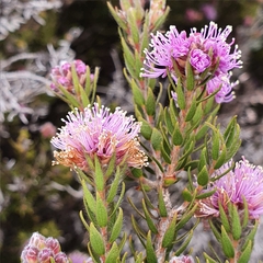 Melaleuca squamea