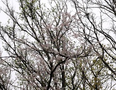 Prunus armeniaca