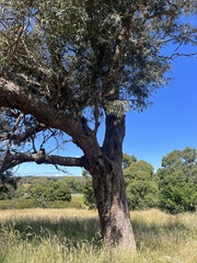 Eucalyptus viminalis pryoriana