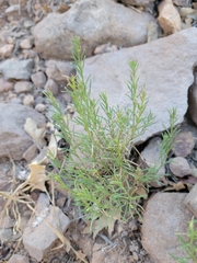 Ericameria laricifolia