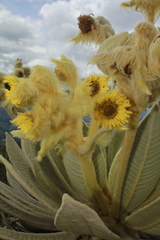 Espeletia barclayana