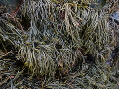 Pelvetia canaliculata