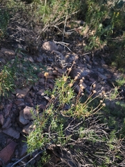 Ericameria laricifolia