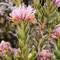 Melaleuca squamea