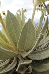 Espeletia barclayana