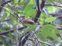 Mionectes oleagineus