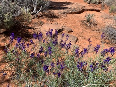 Psorothamnus fremontii