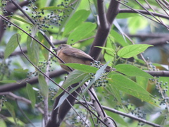 Mionectes oleagineus