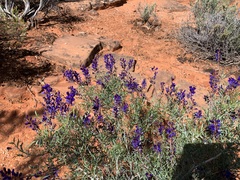 Psorothamnus fremontii