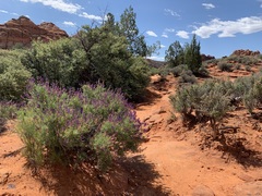 Psorothamnus fremontii