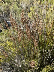 Hypodiscus argenteus