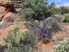 Psorothamnus fremontii