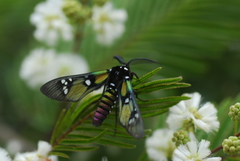 Chrysocale principalis