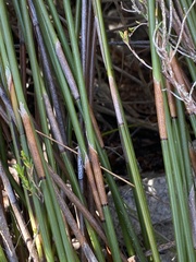 Hypodiscus argenteus