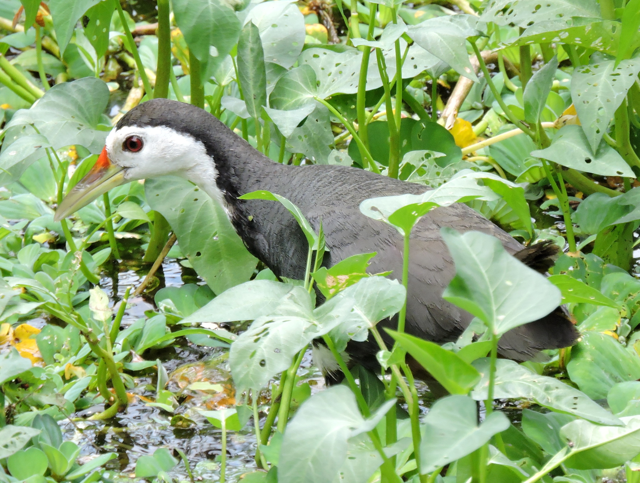 White-breasted Waterhen