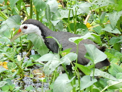 Amaurornis phoenicurus