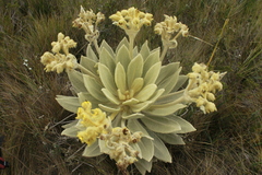 Espeletia barclayana