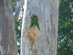 Trichoglossus moluccanus moluccanus
