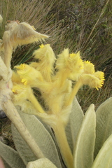 Espeletia barclayana