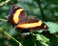Yoma sabina