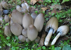Coprinopsis acuminata