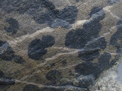 Hydropunctaria maura