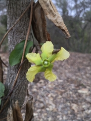 Prestonia mollis