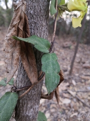 Prestonia mollis