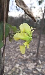 Prestonia mollis