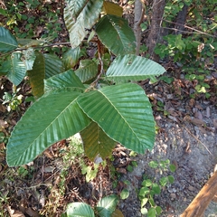Dipterocarpus