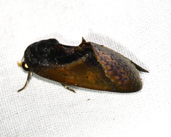 Gonodonta