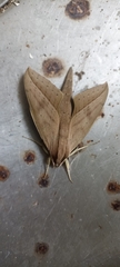 Xylophanes anubus