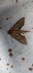 Xylophanes anubus