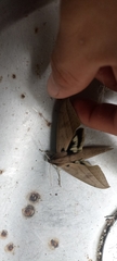 Xylophanes anubus